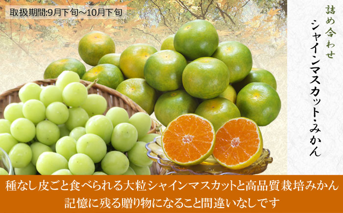 詰め合わせ（シャインマスカット・みかん） ギフト・贈答用高級果物専門店「肥後庵」